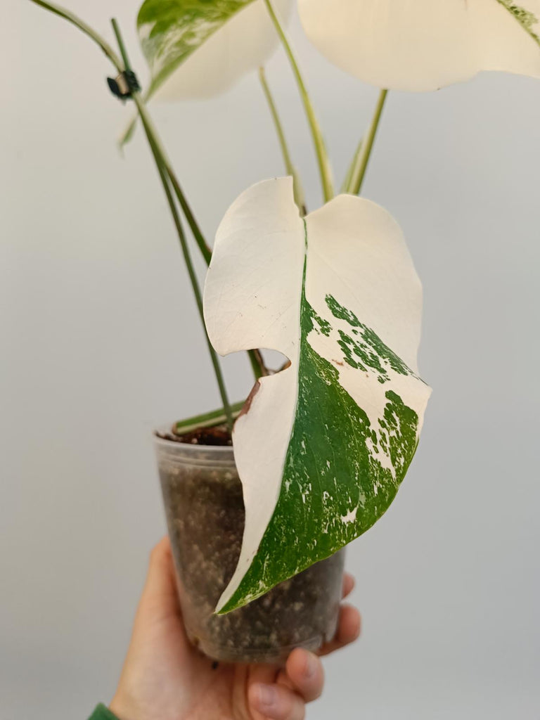 Cutting of monstera deliciosa variegata albo