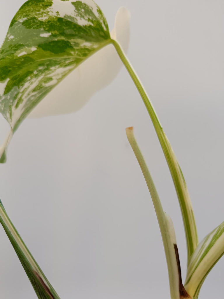 Cutting of monstera deliciosa variegata albo