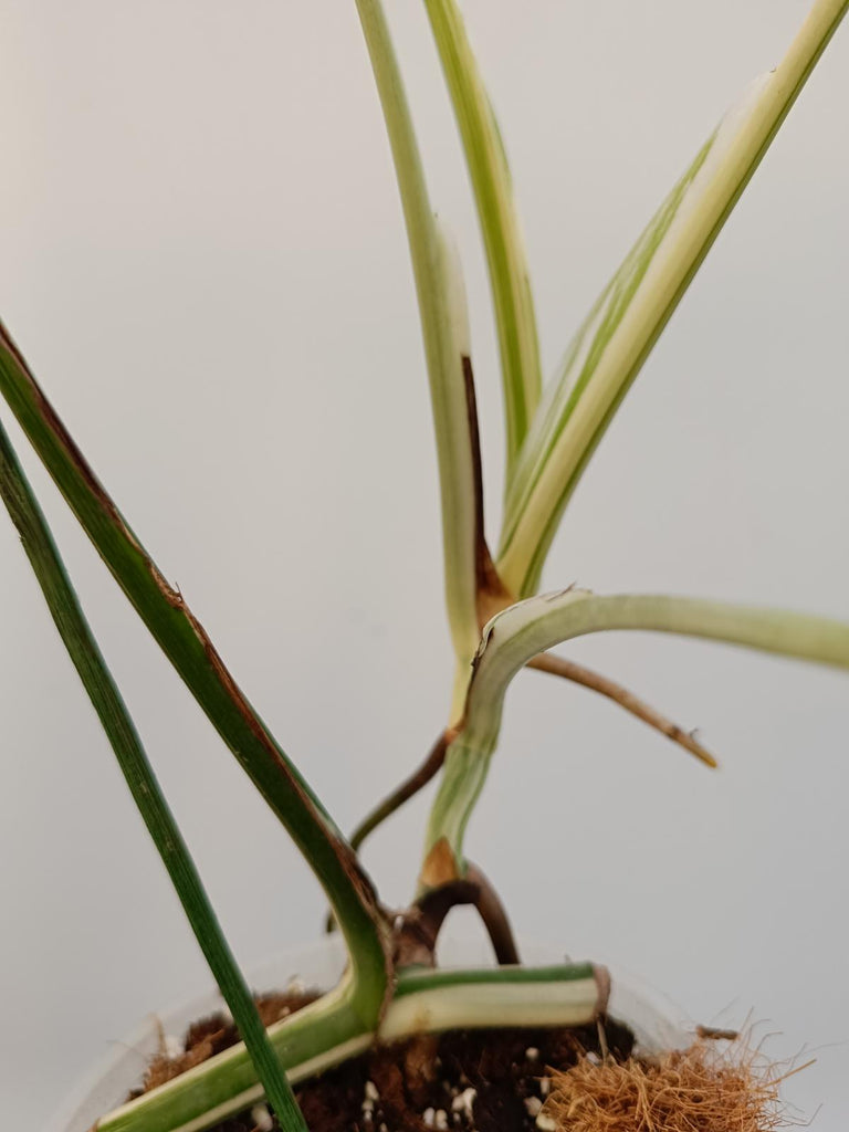 Cutting of monstera deliciosa variegata albo