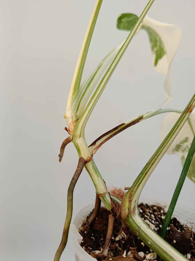 Cutting of monstera deliciosa variegata albo