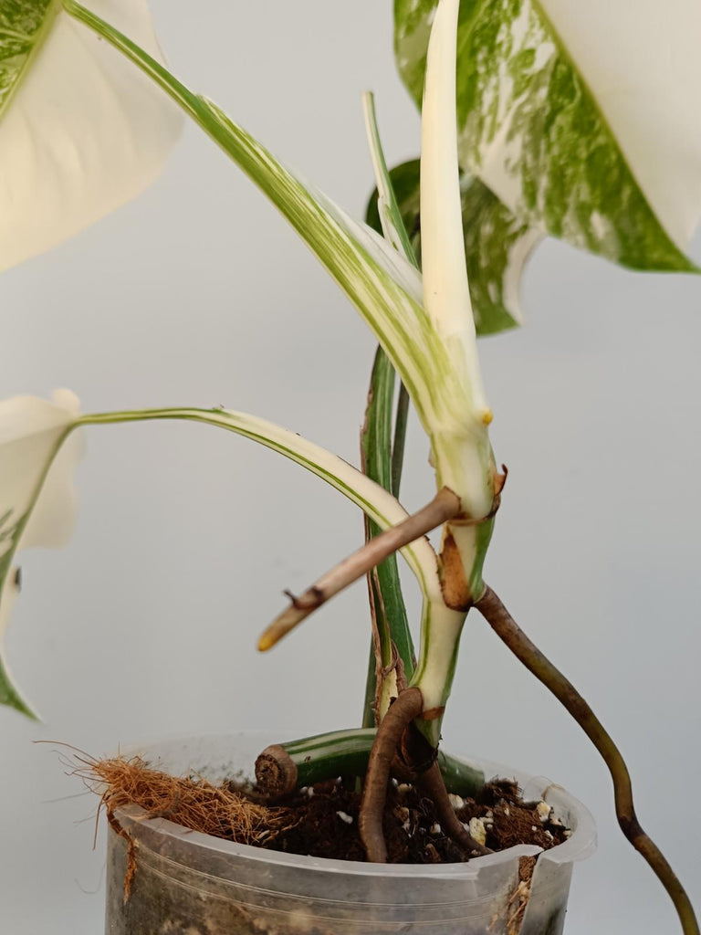 Cutting of monstera deliciosa variegata albo