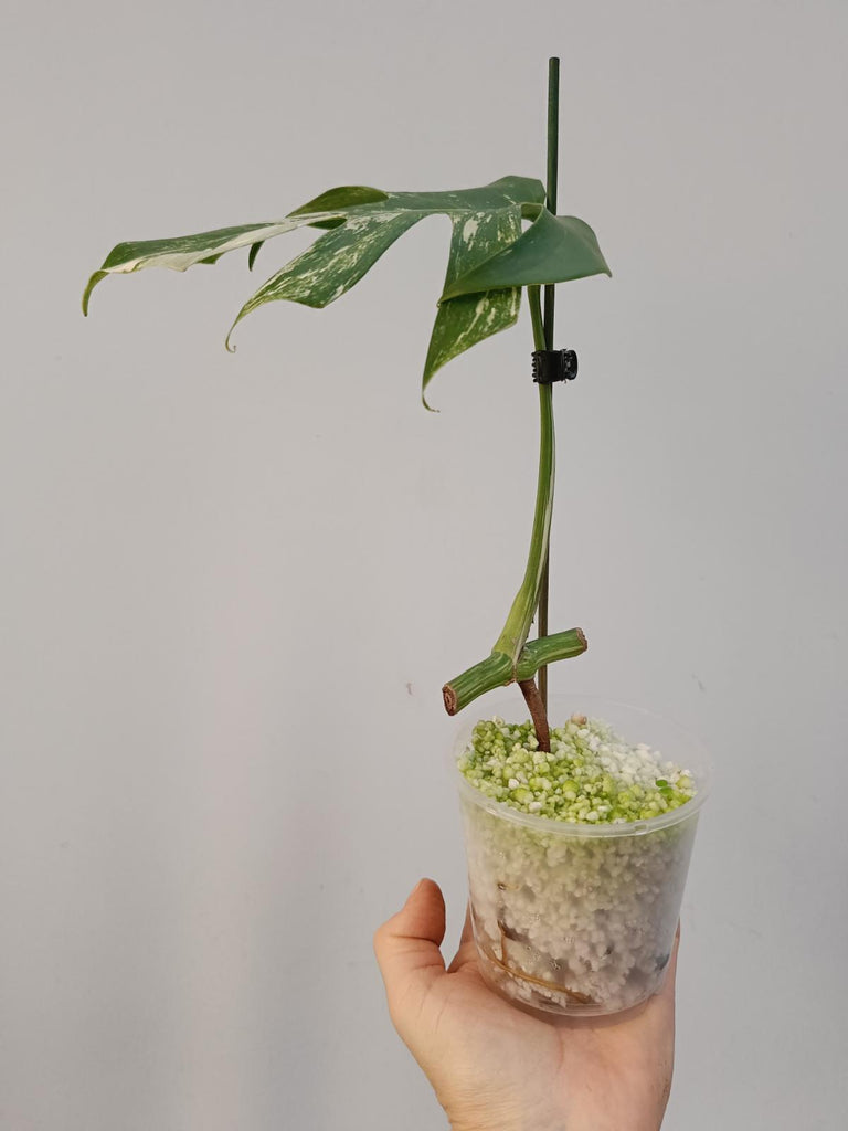 Baby plant of monstera deliciosa variegata albo