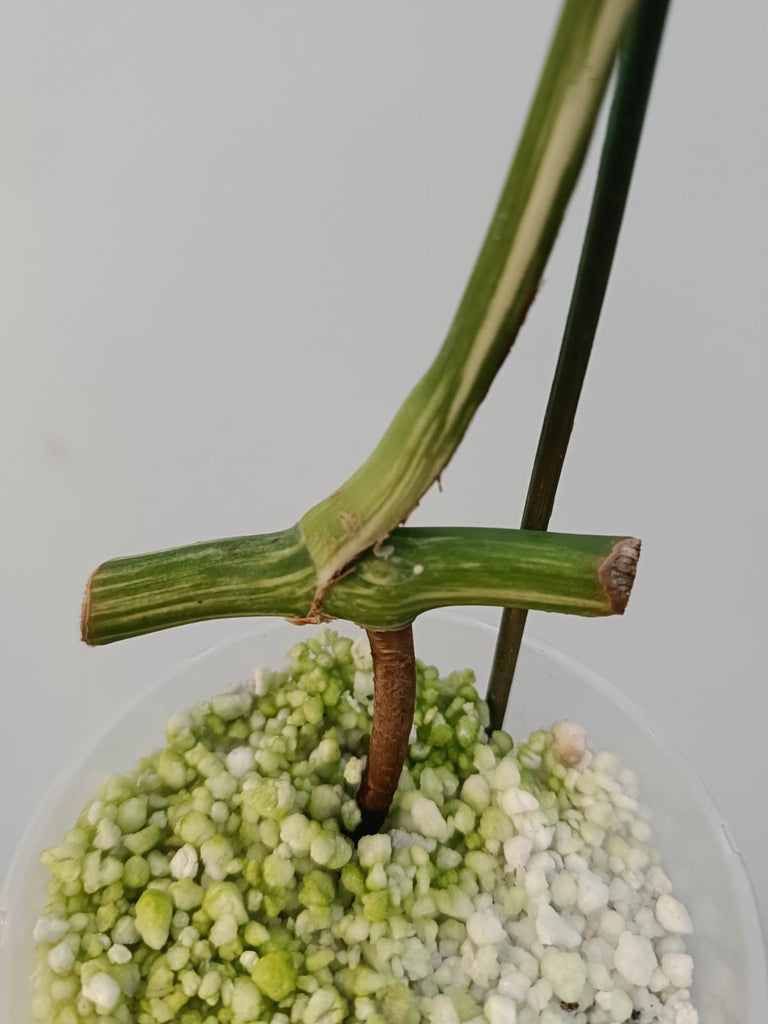 Baby plant of monstera deliciosa variegata albo