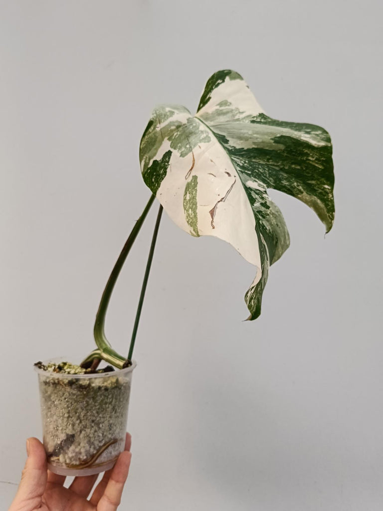 Cutting of monstera deliciosa variegata albo