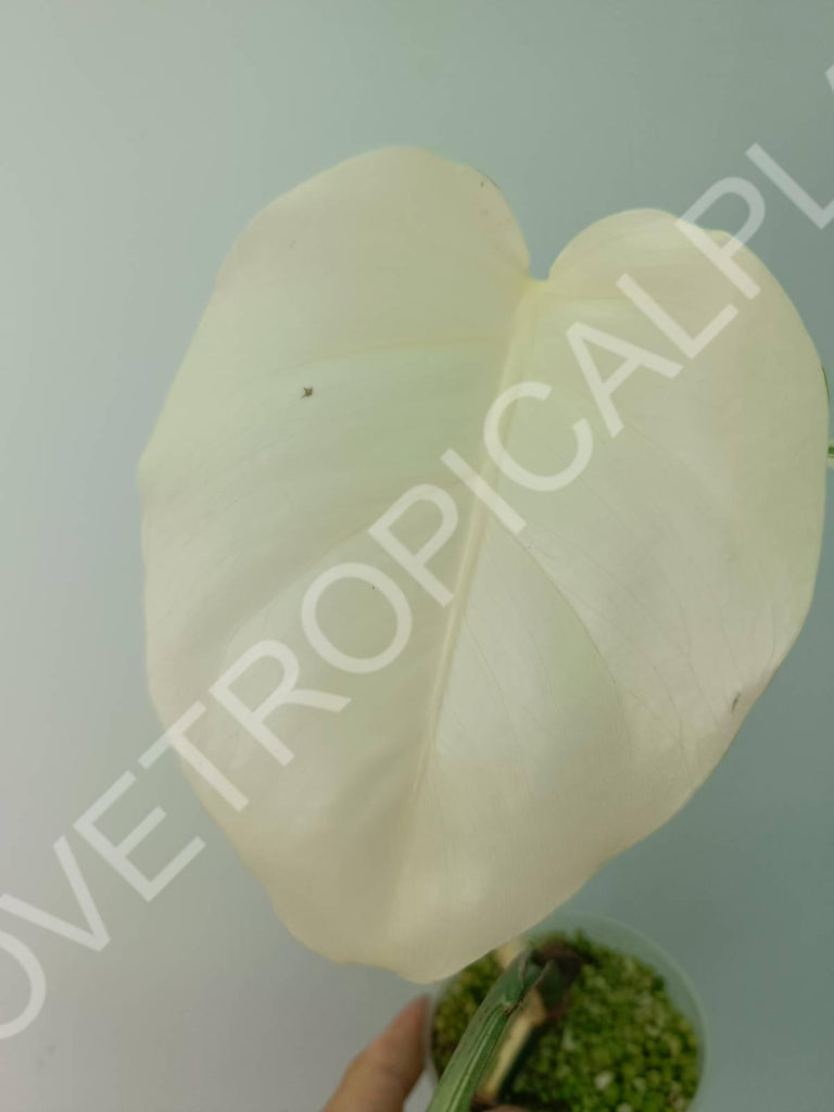 Baby plant / Cutting of monstera variegata albo extra white