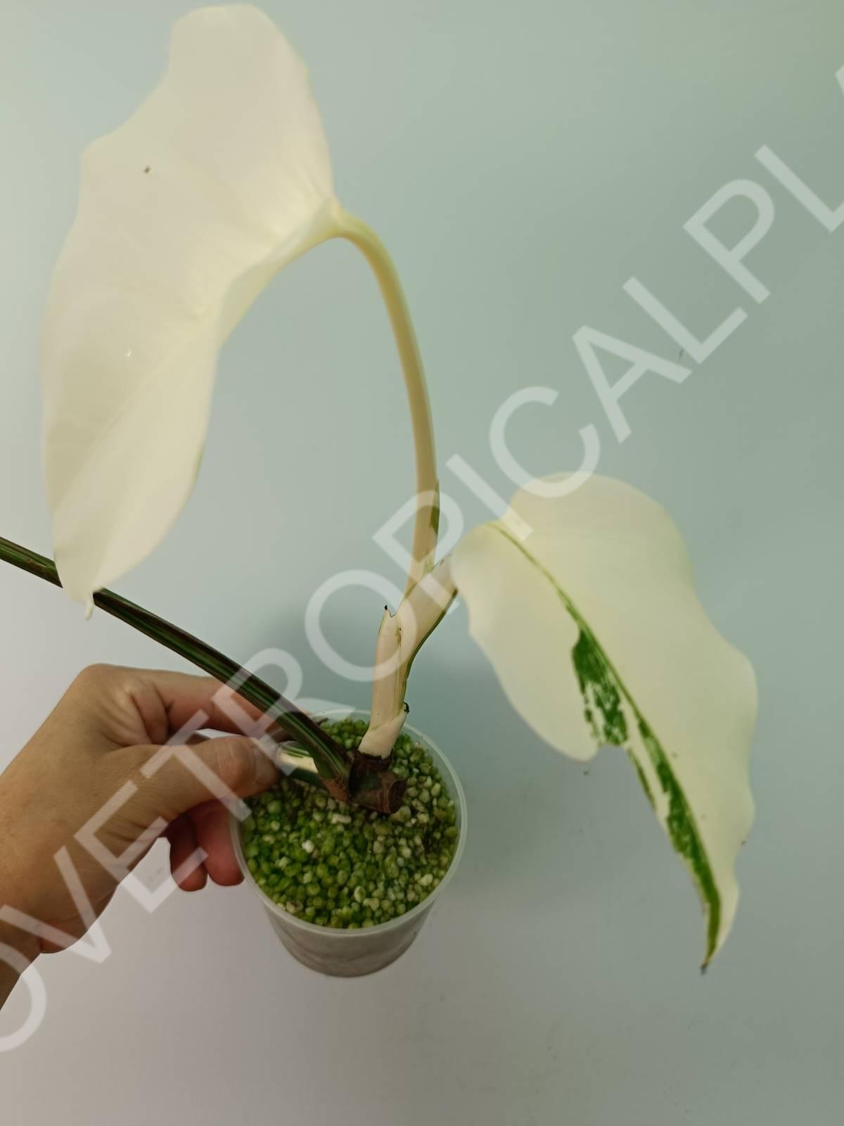 Baby plant / Cutting of monstera variegata albo extra white