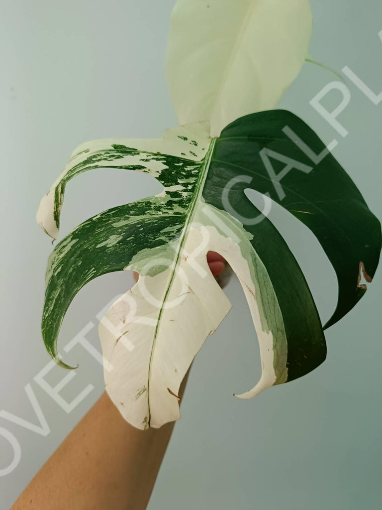 Baby plant / Cutting of monstera variegata albo extra white