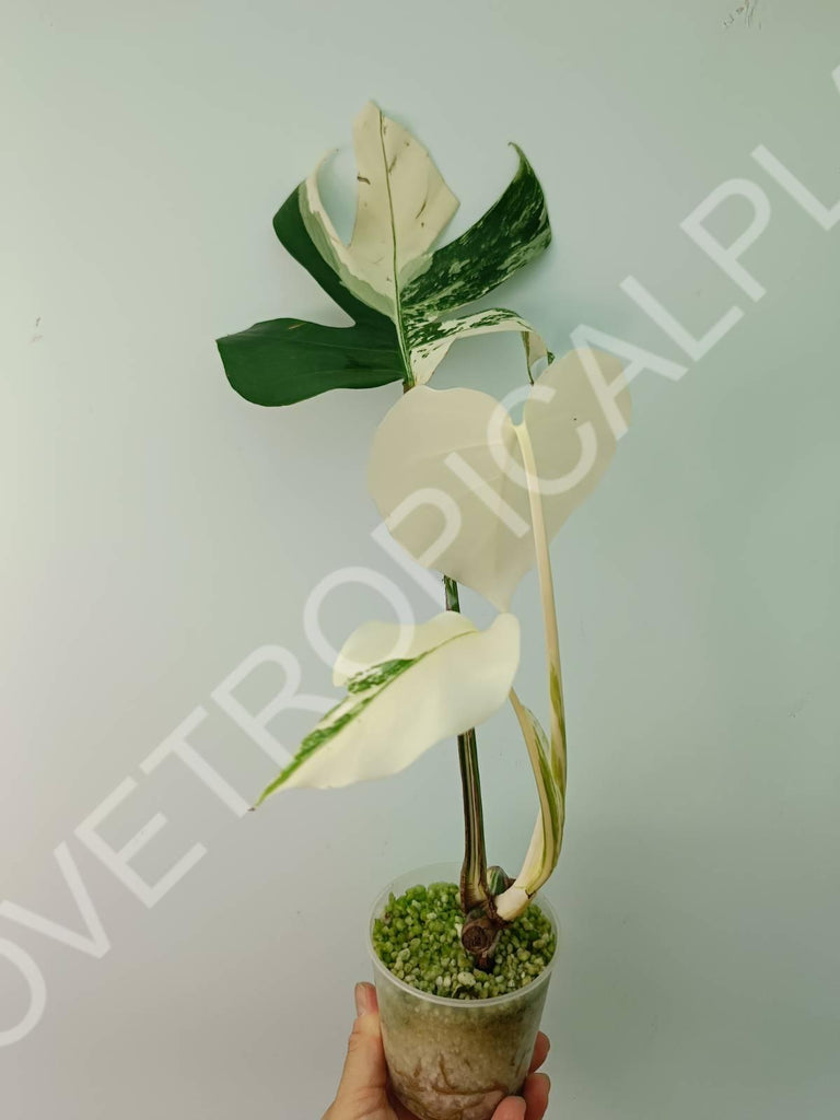 Baby plant / Cutting of monstera variegata albo extra white