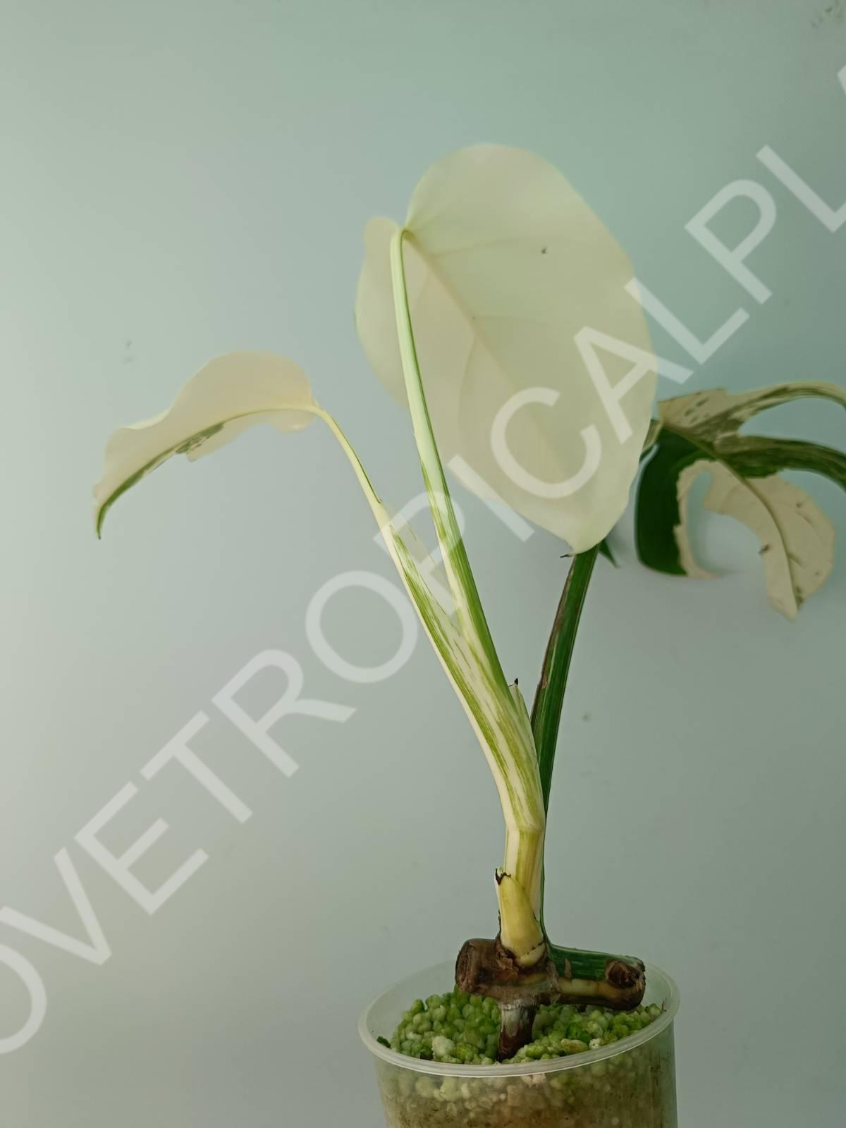 Baby plant / Cutting of monstera variegata albo extra white