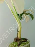 Baby plant / Cutting of monstera variegata albo extra white