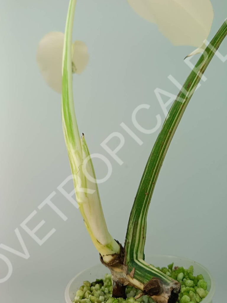 Baby plant / Cutting of monstera variegata albo extra white