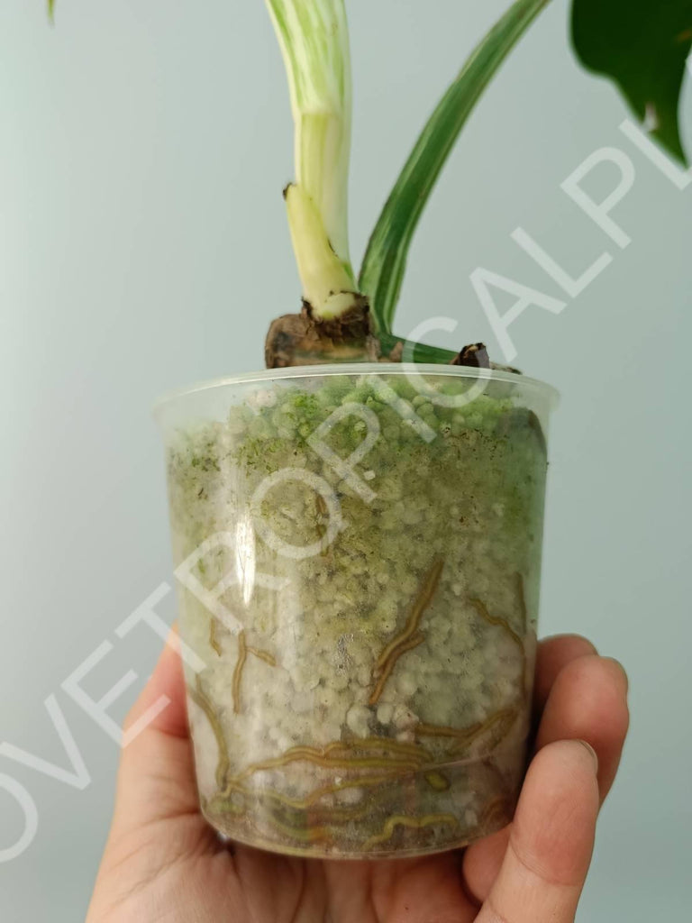 Baby plant / Cutting of monstera variegata albo extra white