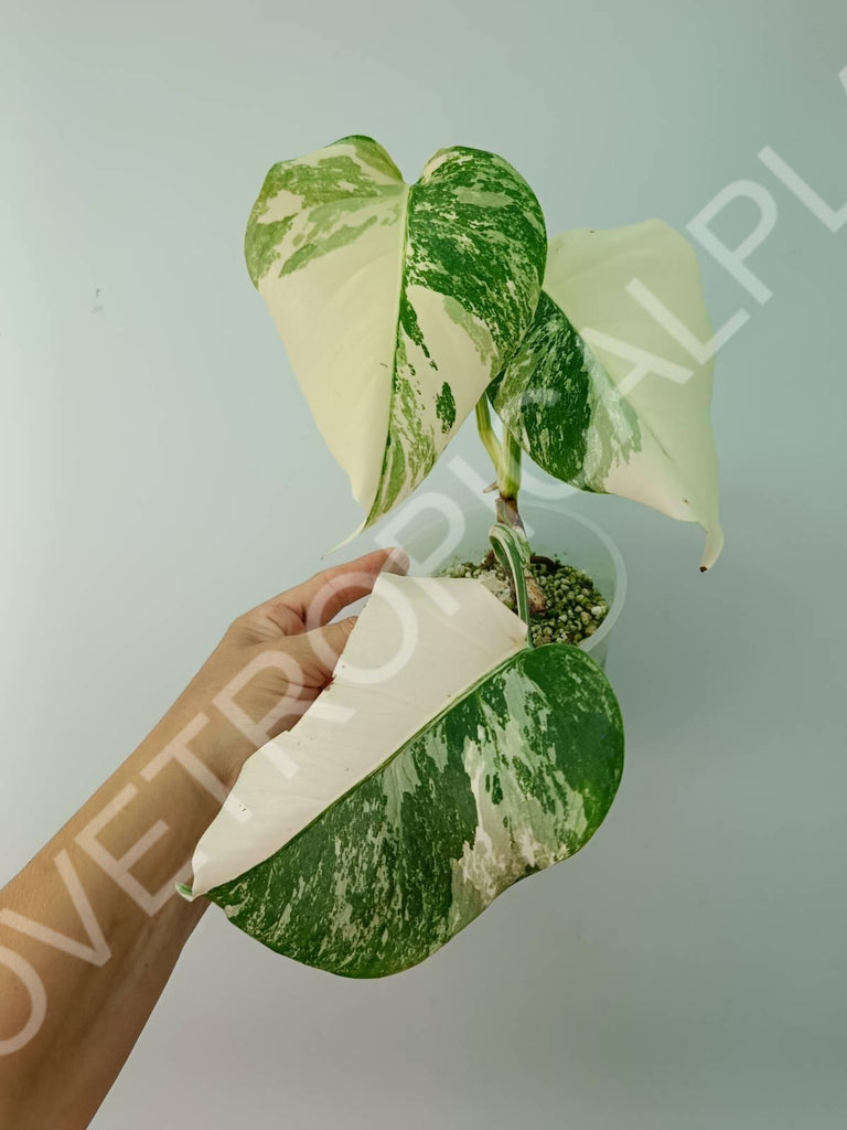 Baby plant / Cutting of monstera variegata albo extra white