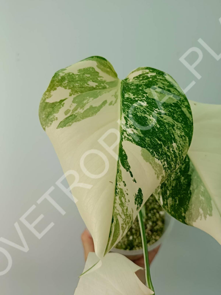 Baby plant / Cutting of monstera variegata albo extra white