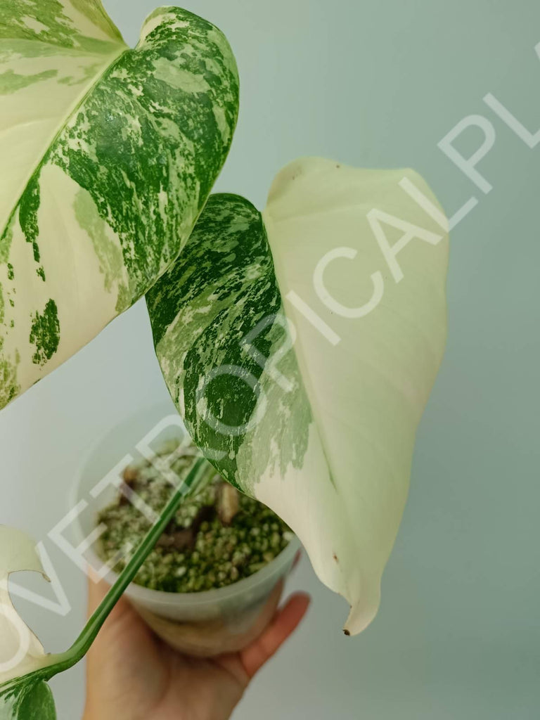 Baby plant / Cutting of monstera variegata albo extra white