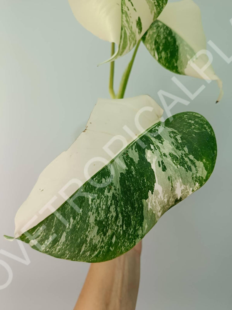 Baby plant / Cutting of monstera variegata albo extra white