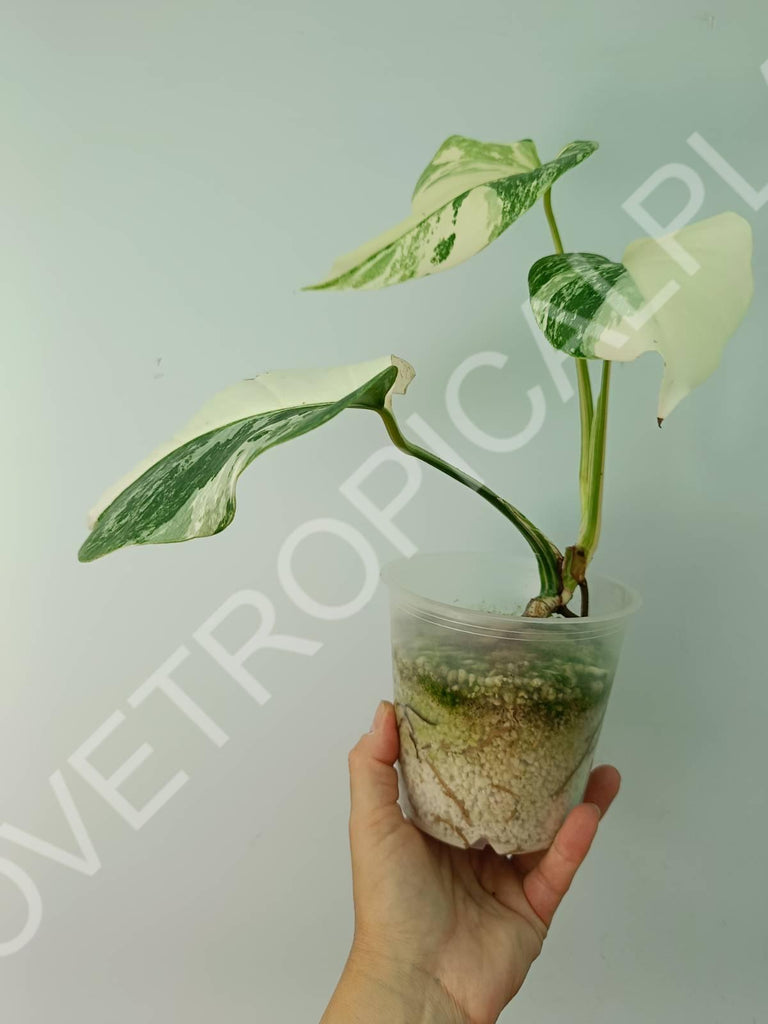 Baby plant / Cutting of monstera variegata albo extra white