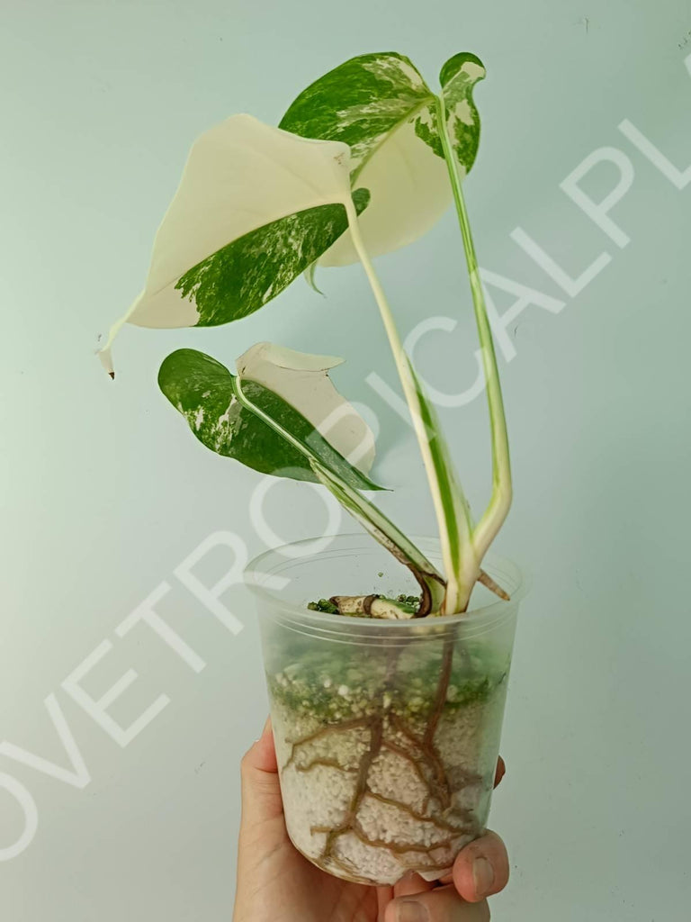 Baby plant / Cutting of monstera variegata albo extra white