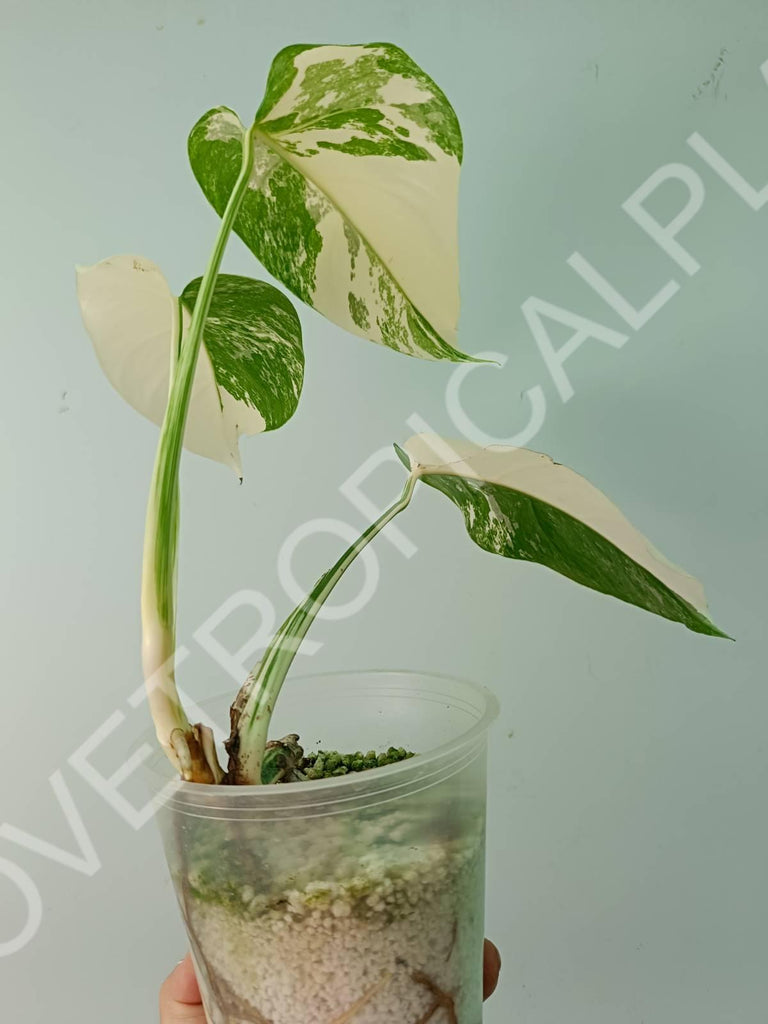 Baby plant / Cutting of monstera variegata albo extra white