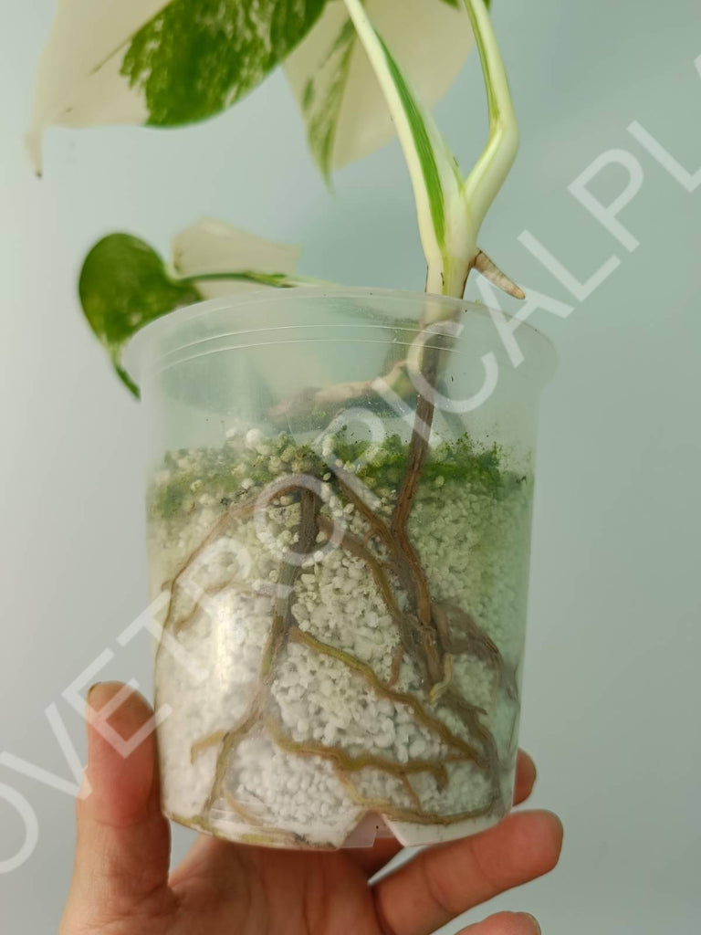 Baby plant / Cutting of monstera variegata albo extra white