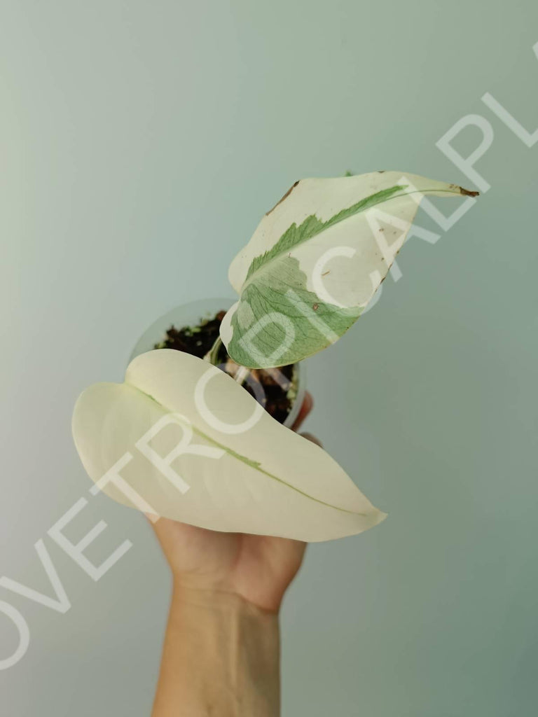 Baby plant / Cutting of monstera variegata albo extra white (copia)