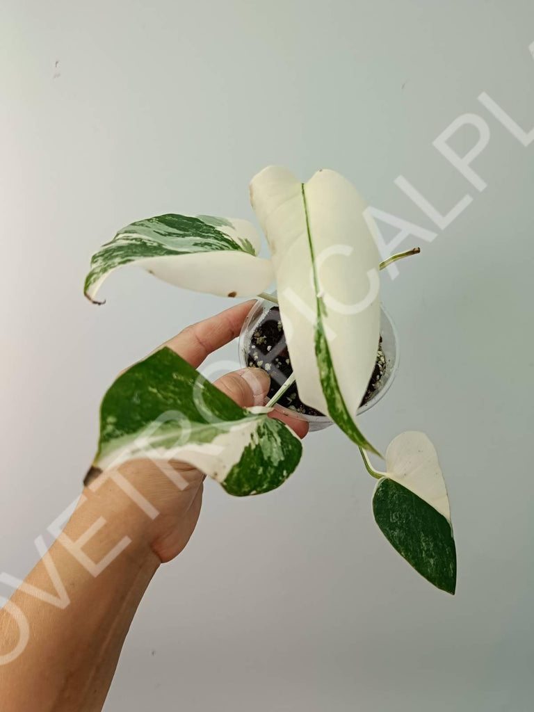 Baby plant / Cutting of monstera variegata albo extra white