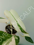 Baby plant / Cutting of monstera variegata albo extra white