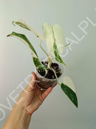 Baby plant / Cutting of monstera variegata albo extra white