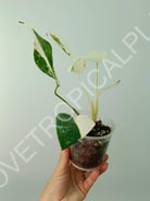 Baby plant / Cutting of monstera variegata albo extra white