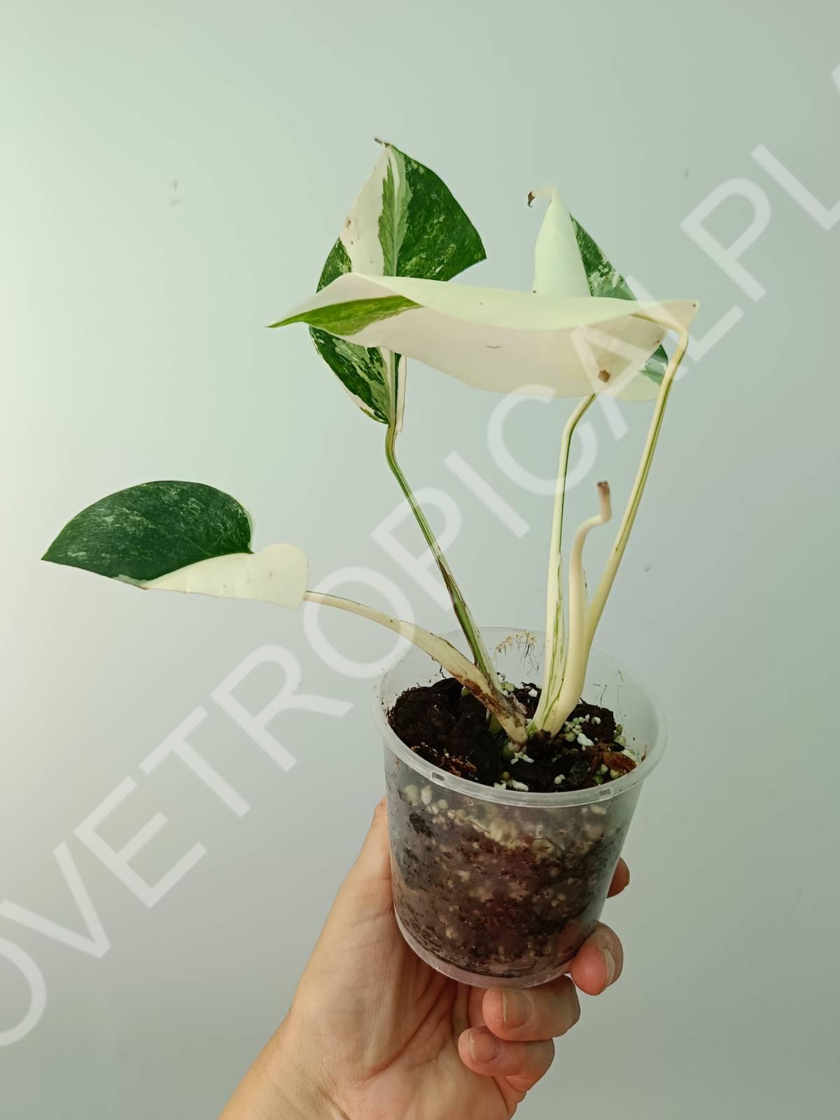 Baby plant / Cutting of monstera variegata albo extra white