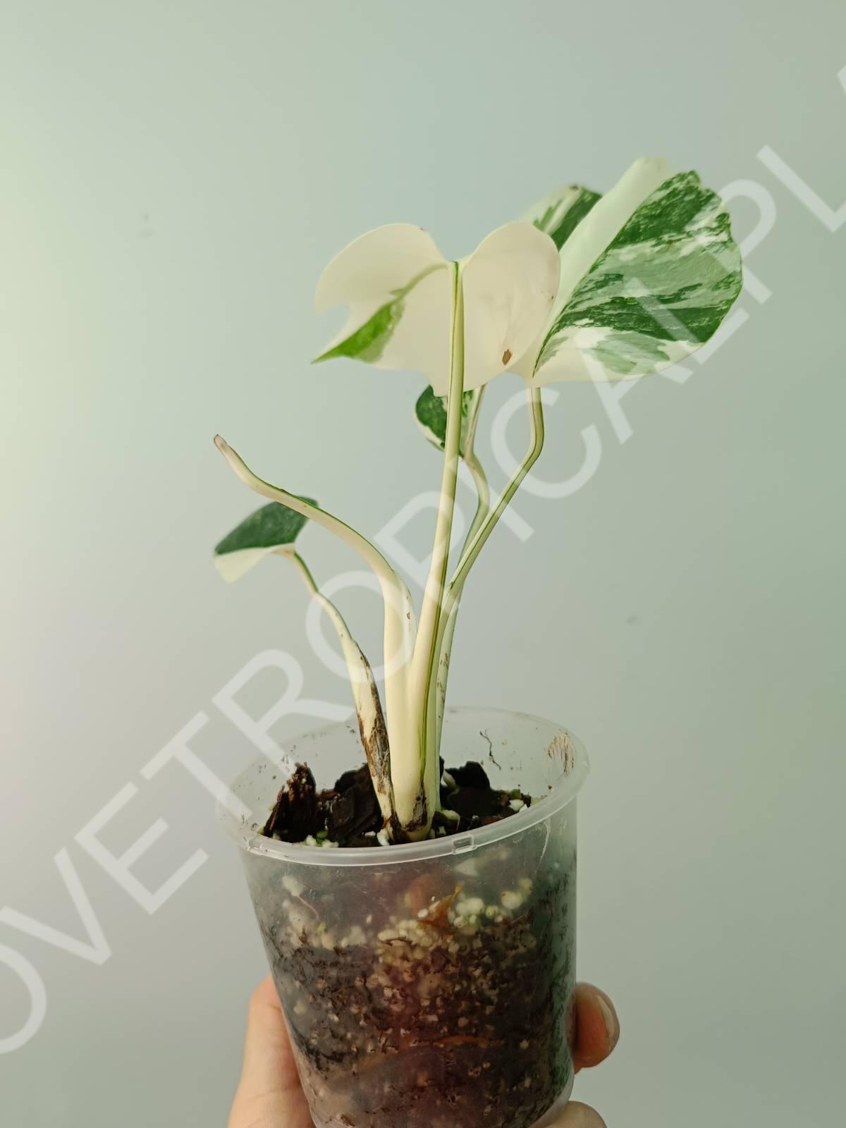 Baby plant / Cutting of monstera variegata albo extra white