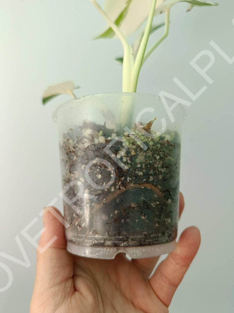 Baby plant / Cutting of monstera variegata albo extra white