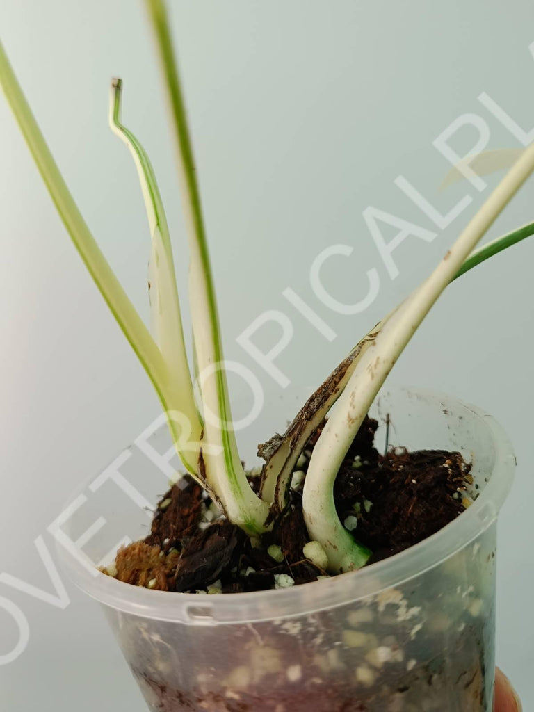 Baby plant / Cutting of monstera variegata albo extra white