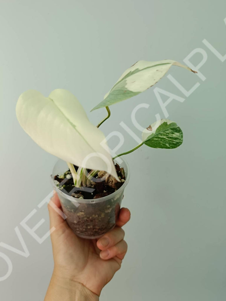 Baby plant / Cutting of monstera variegata albo extra white (copia)