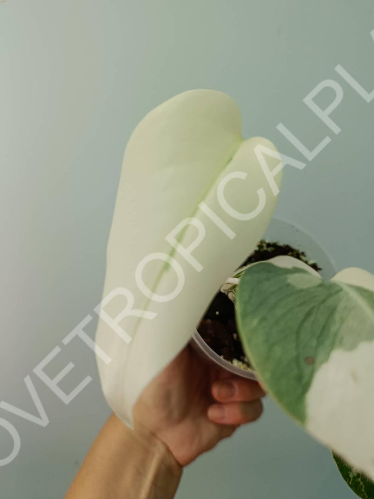 Baby plant / Cutting of monstera variegata albo extra white (copia)