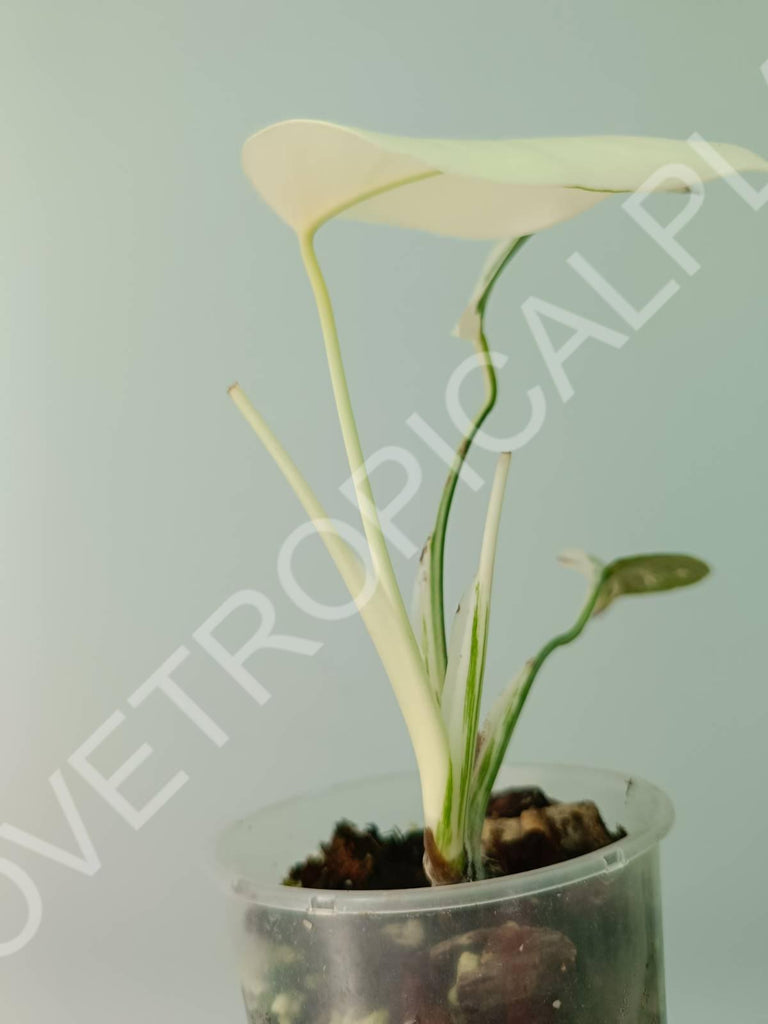 Baby plant / Cutting of monstera variegata albo extra white (copia)