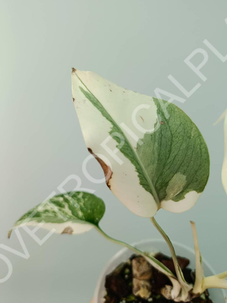 Baby plant / Cutting of monstera variegata albo extra white (copia)