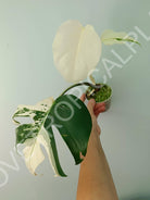 Baby plant / Cutting of monstera variegata albo extra white