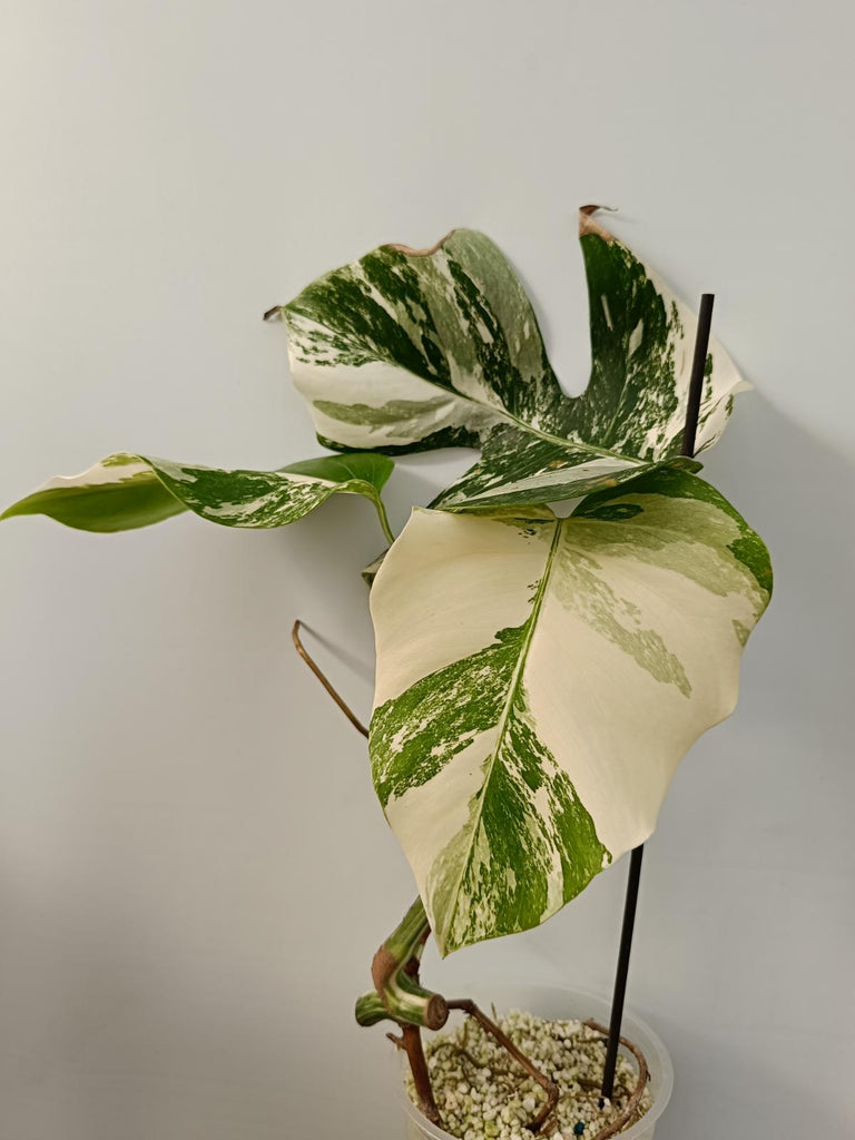 Cutting of monstera deliciosa variegata albo