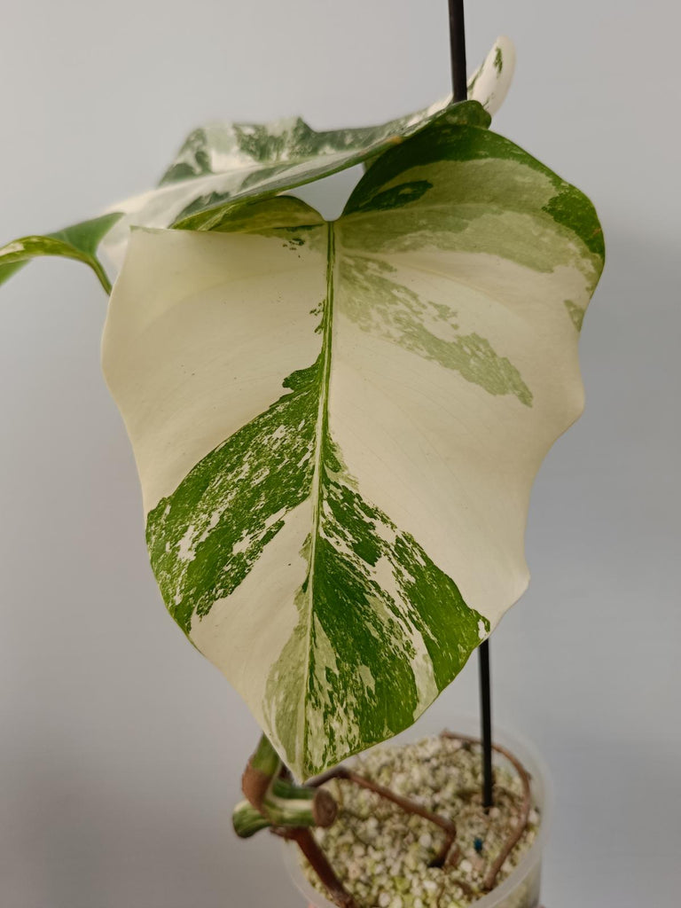 Cutting of monstera deliciosa variegata albo