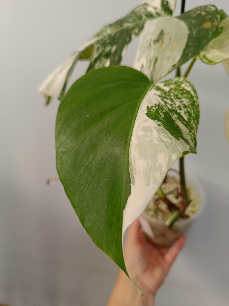 Cutting of monstera deliciosa variegata albo