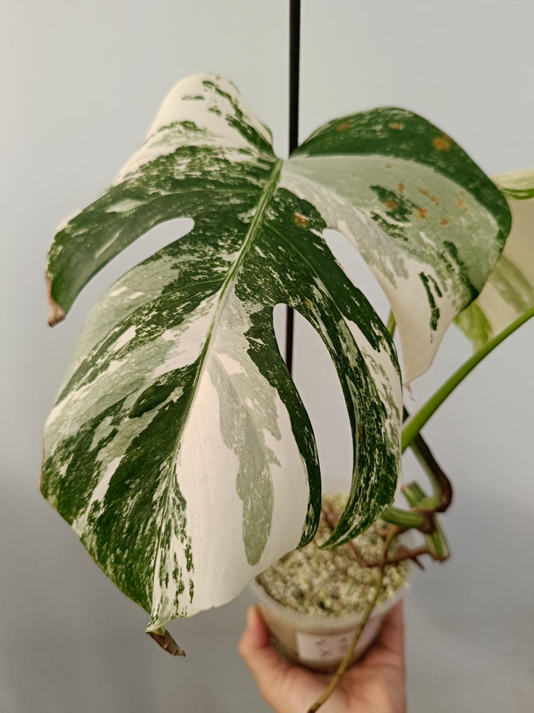 Cutting of monstera deliciosa variegata albo