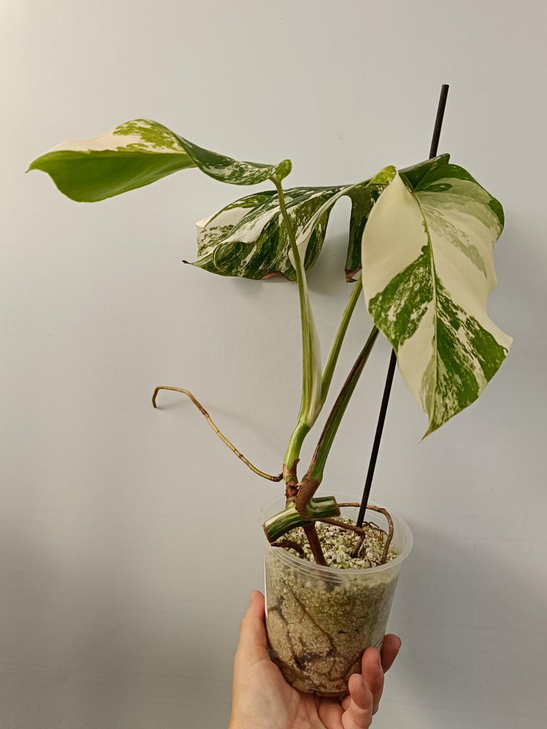 Cutting of monstera deliciosa variegata albo