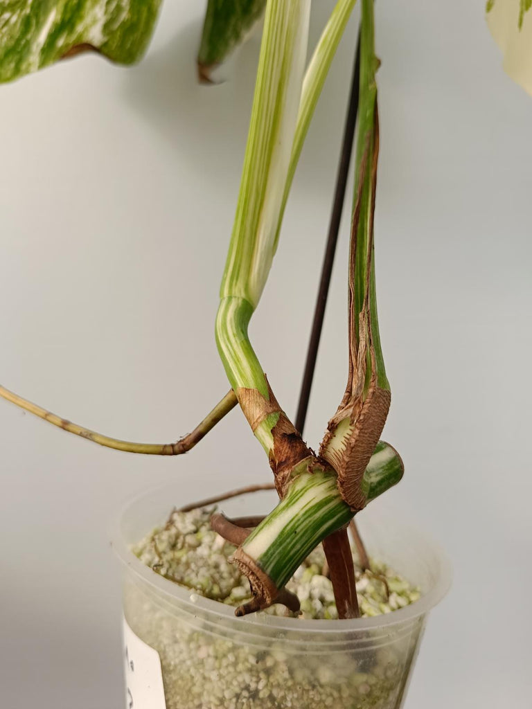 Cutting of monstera deliciosa variegata albo