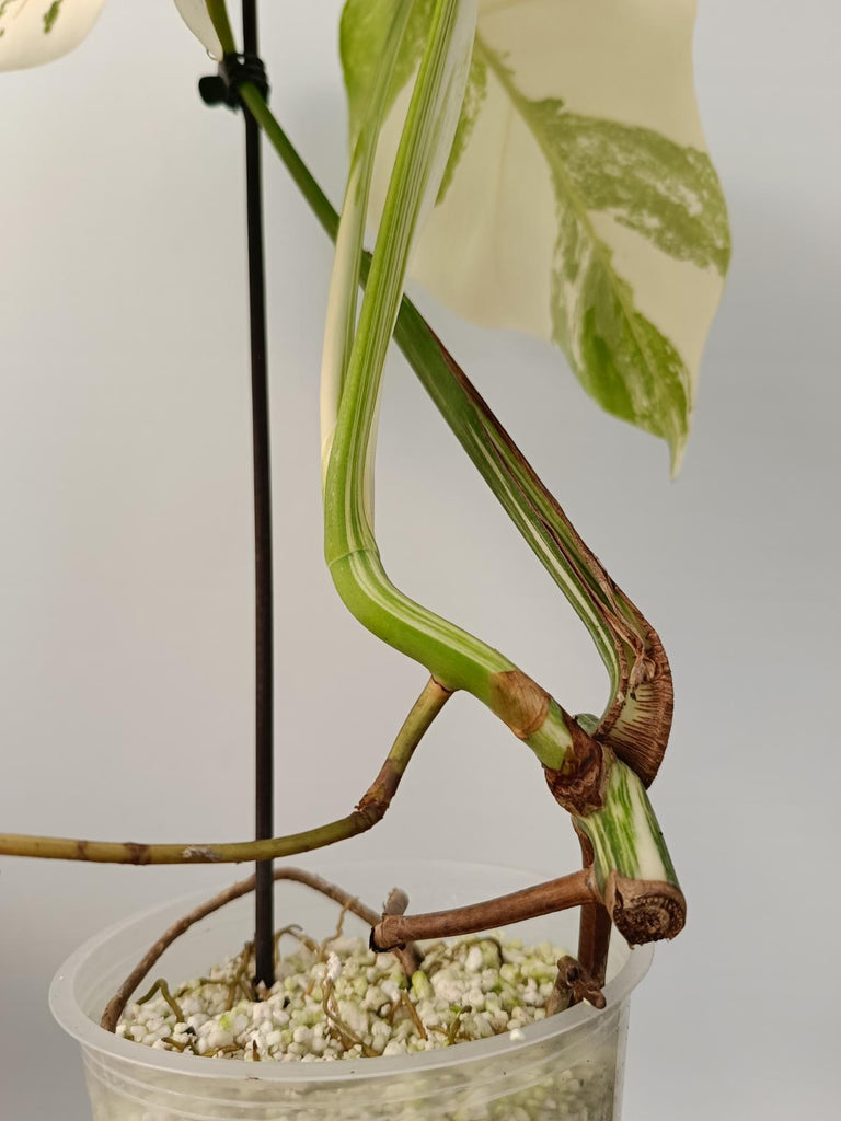 Cutting of monstera deliciosa variegata albo