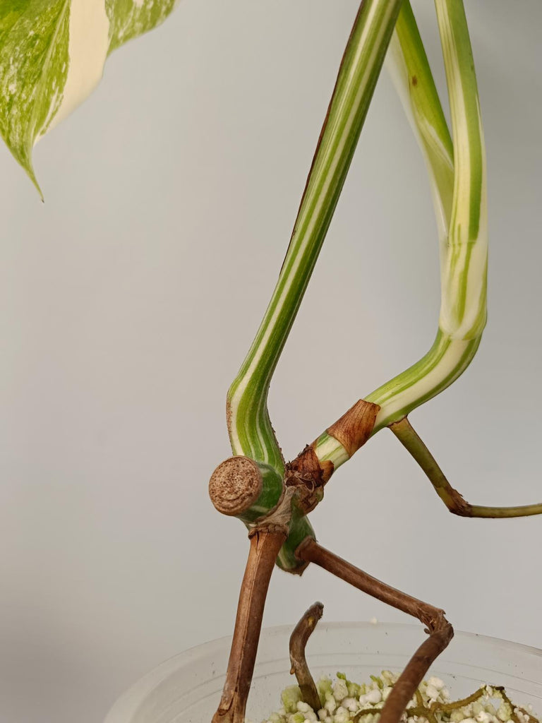 Cutting of monstera deliciosa variegata albo