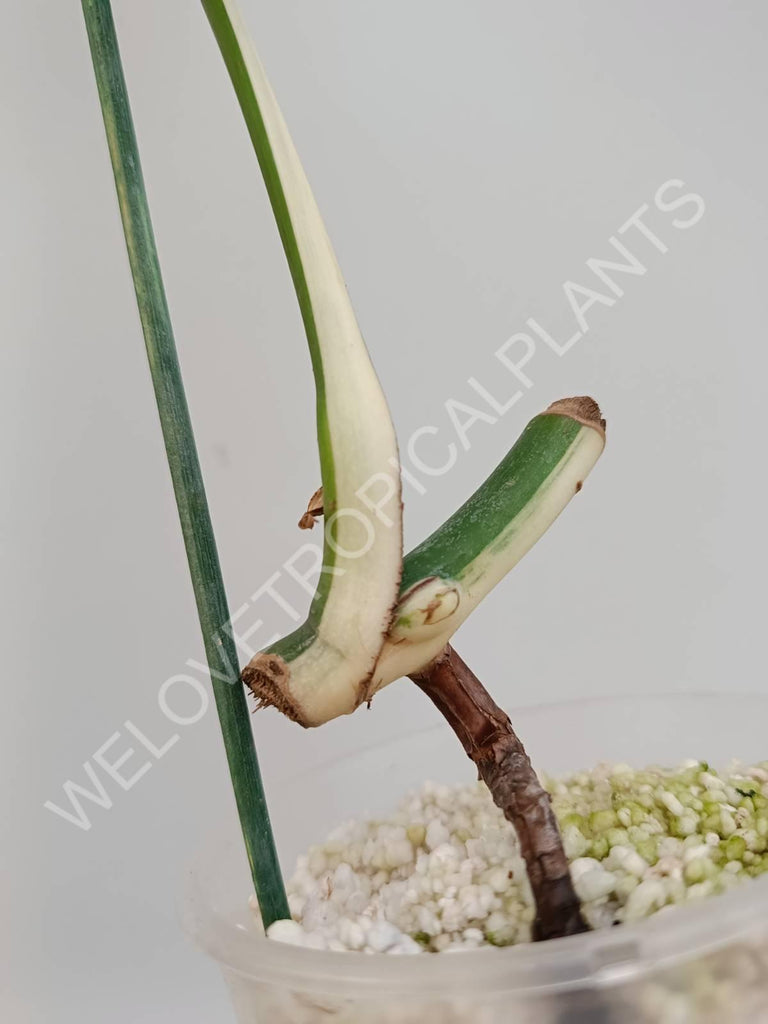 Cutting of monstera variegata