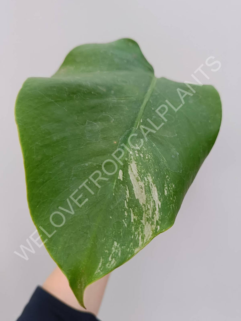 Cutting of monstera variegata