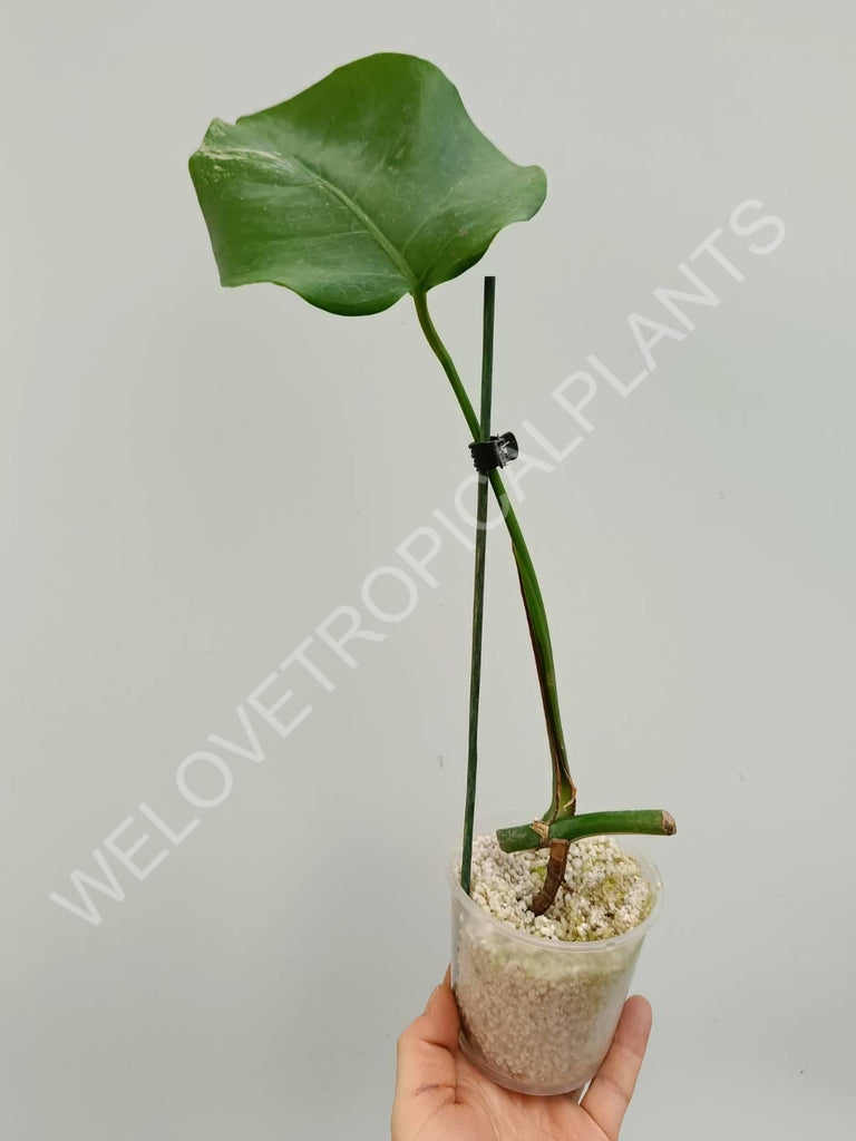 Cutting of monstera variegata