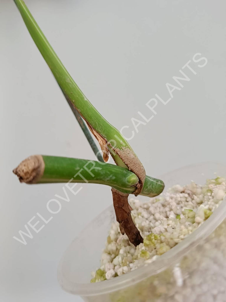 Cutting of monstera variegata